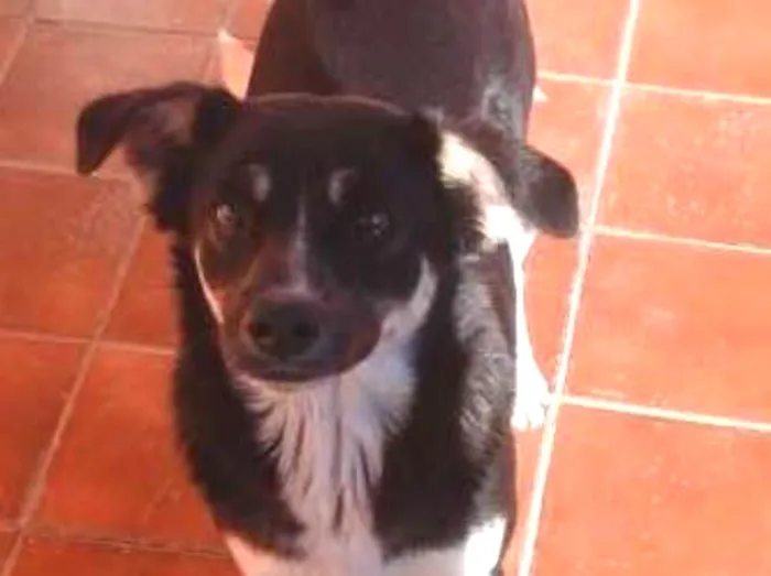 Cachorro ra a viralata idade 5 anos nome fiona