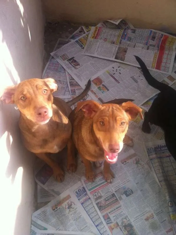 Cachorro ra a SRD idade 2 a 6 meses nome Irmãos