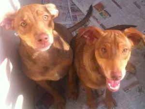 Cachorro raça SRD idade 2 a 6 meses nome Irmãos