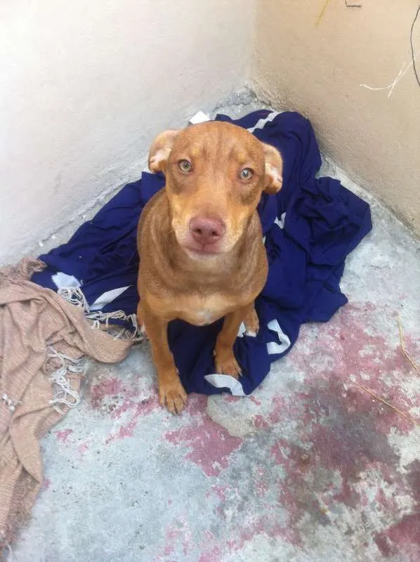 Cachorro ra a SRD idade 2 a 6 meses nome Irmãos