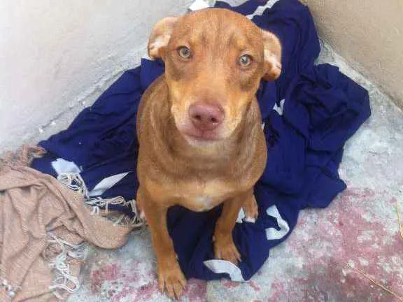 Cachorro ra a SRD idade 2 a 6 meses nome Irmãos