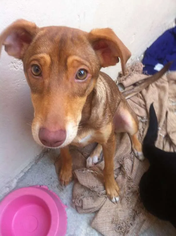 Cachorro ra a SRD idade 2 a 6 meses nome Irmãos