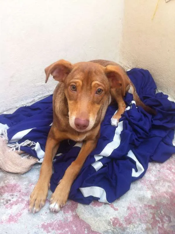 Cachorro ra a SRD idade 2 a 6 meses nome Irmãos