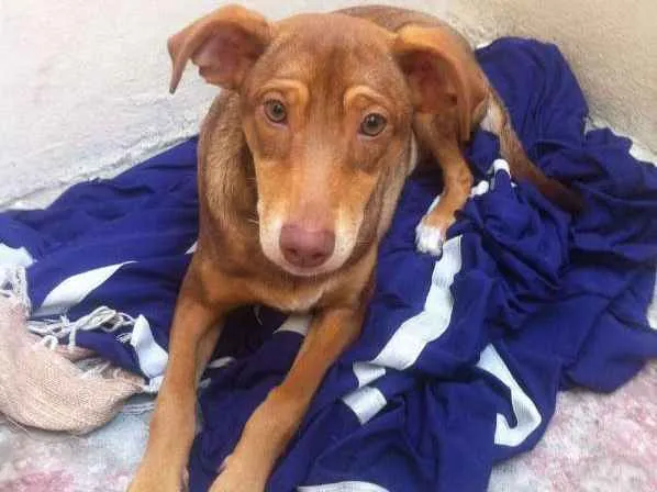 Cachorro ra a SRD idade 2 a 6 meses nome Irmãos