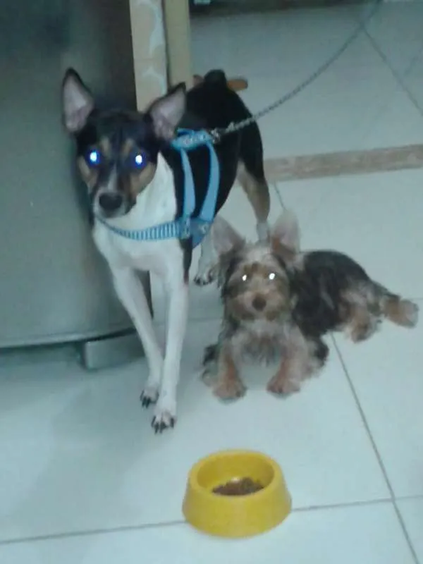Cachorro ra a Fox Pulistinha idade 6 ou mais anos nome TOBY