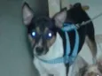TOBY