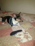TOBY