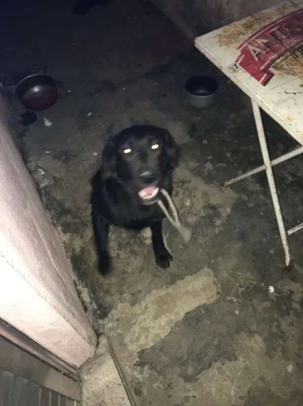 Cachorro raça Pastor Alemão idade 1 ano nome Thor