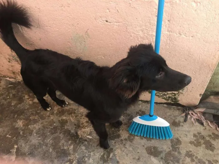 Cachorro raça Pastor Alemão idade 1 ano nome Thor