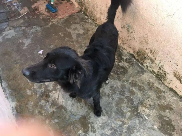 Cachorro raça Pastor Alemão idade 1 ano nome Thor