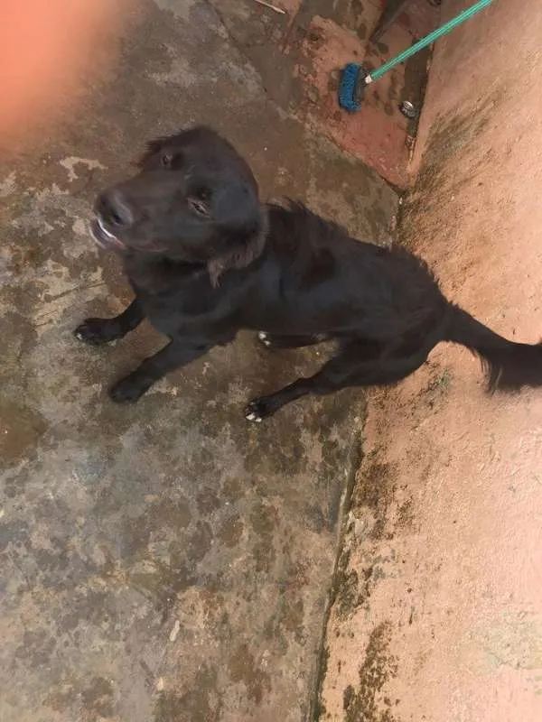 Cachorro raça Pastor Alemão idade 1 ano nome Thor