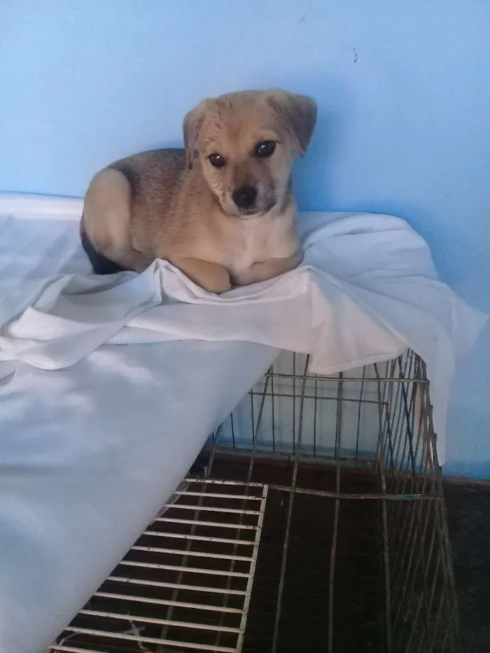 Cachorro ra a  idade 2 a 6 meses nome Betoven