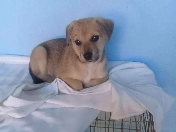 Cachorro ra a  idade 2 a 6 meses nome Betoven