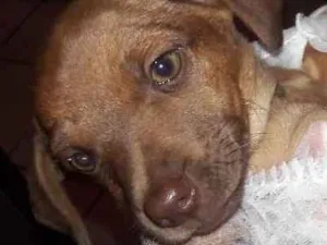 Cachorro raça Srd idade 2 a 6 meses nome chamamos de Gigi 