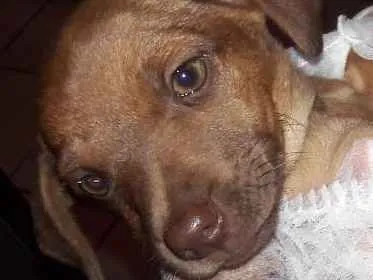 Cachorro ra a Srd idade 2 a 6 meses nome chamamos de Gigi 
