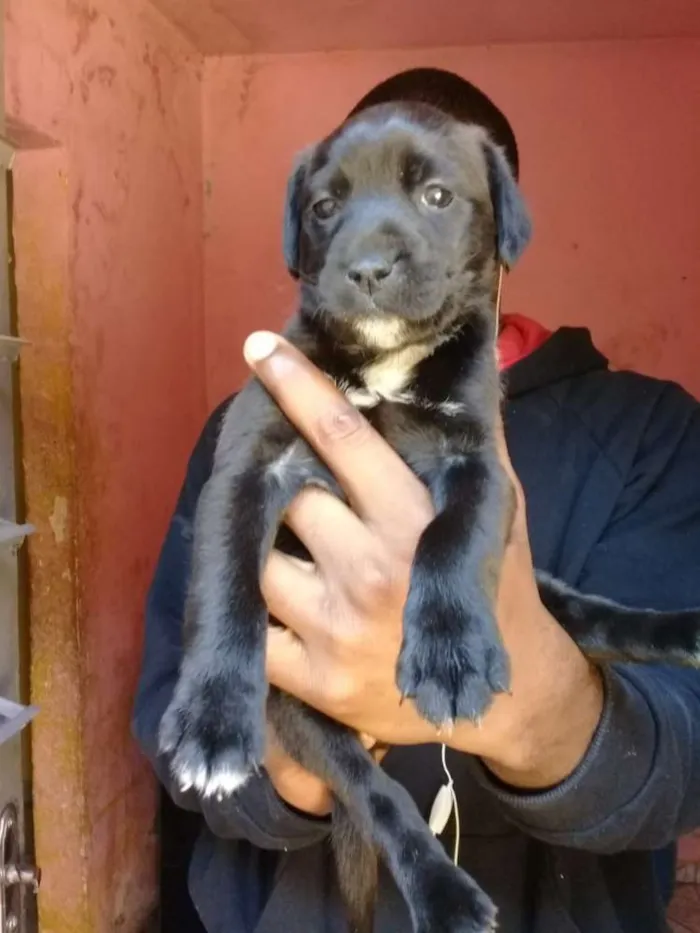 Cachorro ra a Mix labrador  idade Abaixo de 2 meses nome Filhotes. .....
