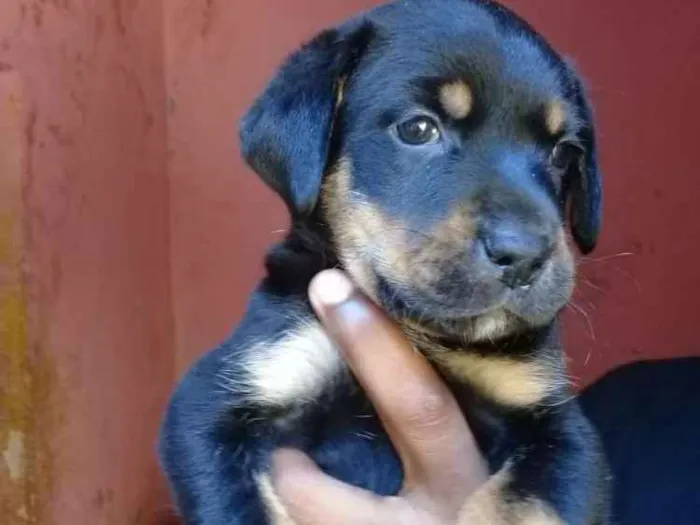 Cachorro ra a Mix labrador  idade Abaixo de 2 meses nome Filhotes. .....