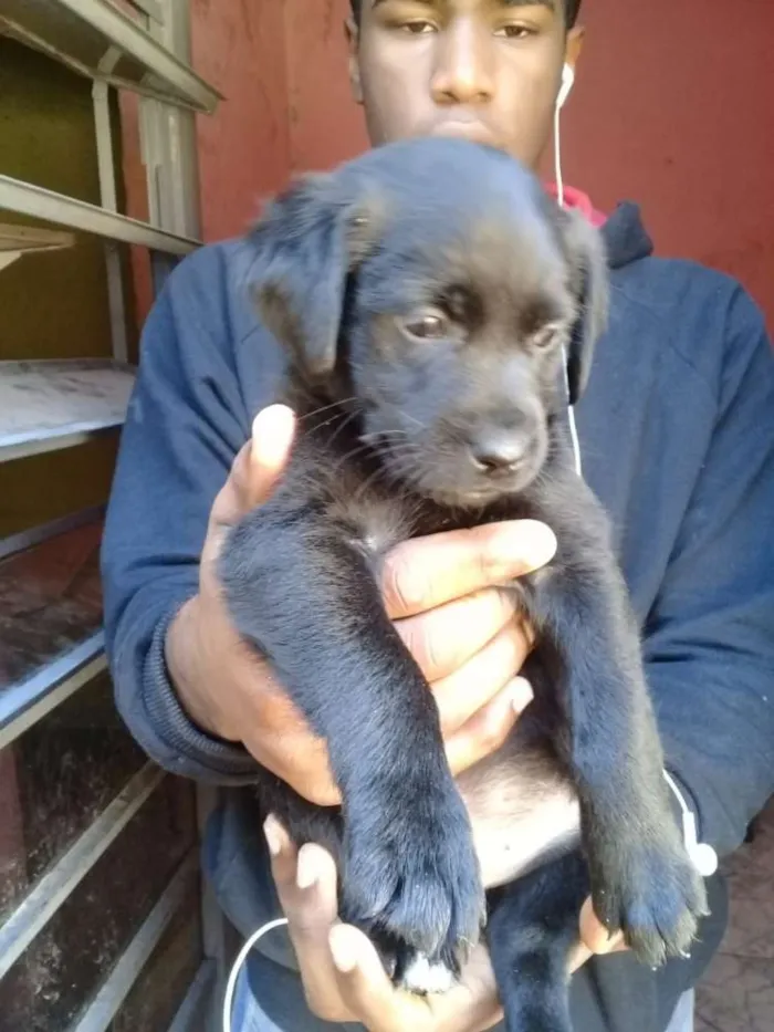 Cachorro ra a Mix labrador  idade Abaixo de 2 meses nome Filhotes. .....