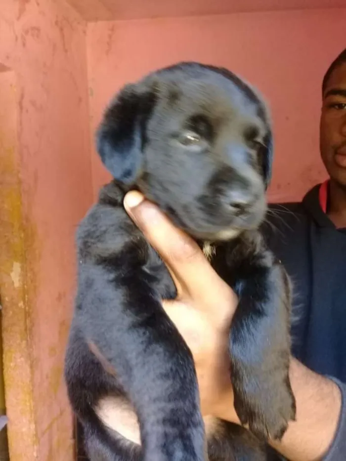 Cachorro ra a Mix labrador  idade Abaixo de 2 meses nome Filhotes. .....