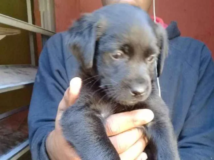 Cachorro ra a Mix labrador  idade Abaixo de 2 meses nome Filhotes. .....