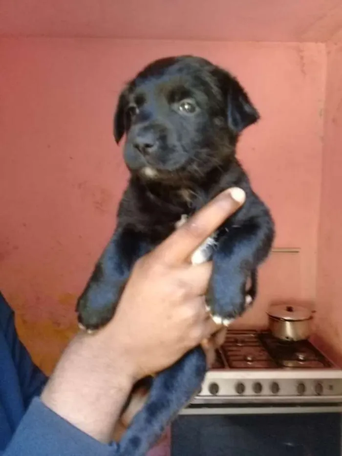 Cachorro ra a Mix labrador  idade Abaixo de 2 meses nome Filhotes. .....