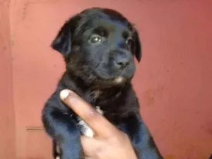 Cachorro raça Mix labrador  idade Abaixo de 2 meses nome Filhotes. .....