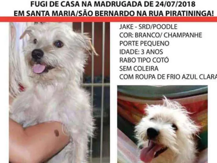 Cachorro ra a SRD - MESTIÇO POODLE idade 3 anos nome Jake