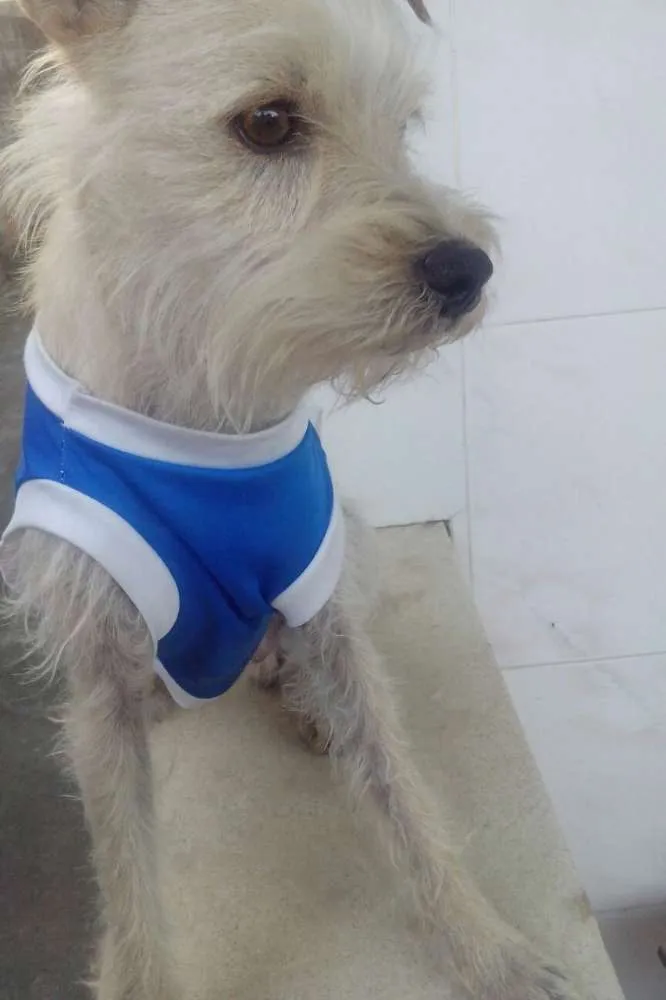 Cachorro ra a SRD - MESTIÇO POODLE idade 3 anos nome Jake