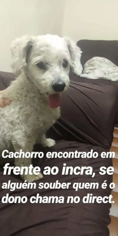 Cachorro ra a Aparentemente poodle idade 1 ano nome Desconhecido