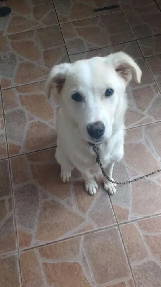 Cachorro ra a Labrador idade 7 a 11 meses nome Theo