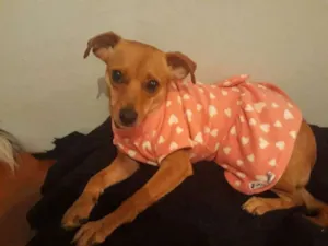 Cachorro raça Pinscher idade 1 ano nome Amora
