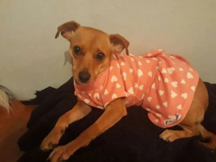 Cachorro ra a Pinscher idade 1 ano nome Amora