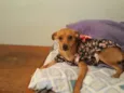 Amora