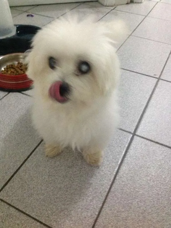 Cachorro ra a Maltês idade 6 ou mais anos nome Marquesa