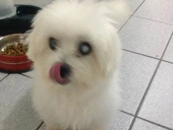 Cachorro ra a Maltês idade 6 ou mais anos nome Marquesa