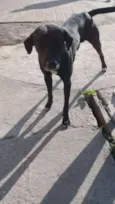 Achei na rua