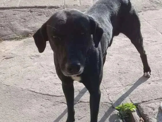 Cachorro raça Não sei idade 1 ano nome Achei na rua