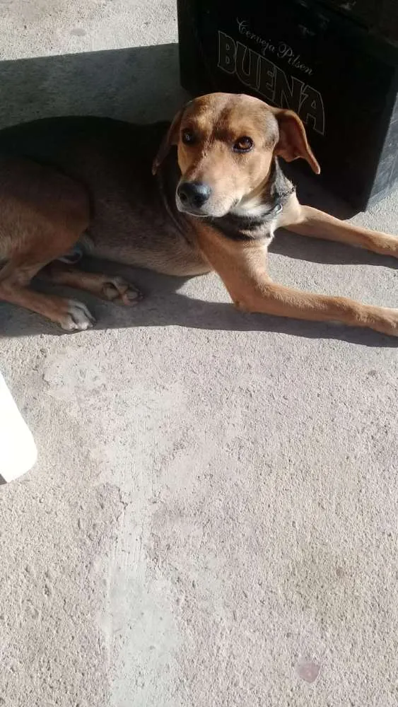 Cachorro raça Não sei idade 1 ano nome Achei na rua