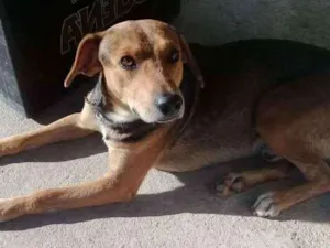 Cachorro raça Não sei idade 1 ano nome Achei na rua