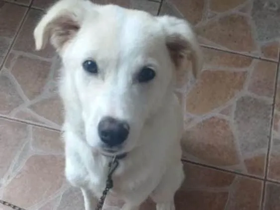 Cachorro ra a Labrador idade 7 a 11 meses nome Theo