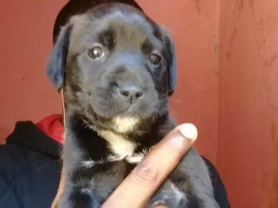 Cachorro ra a Mix labrador  idade Abaixo de 2 meses nome Filhotes. .....