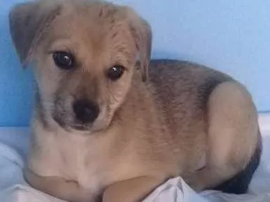 Cachorro ra a  idade 2 a 6 meses nome Betoven