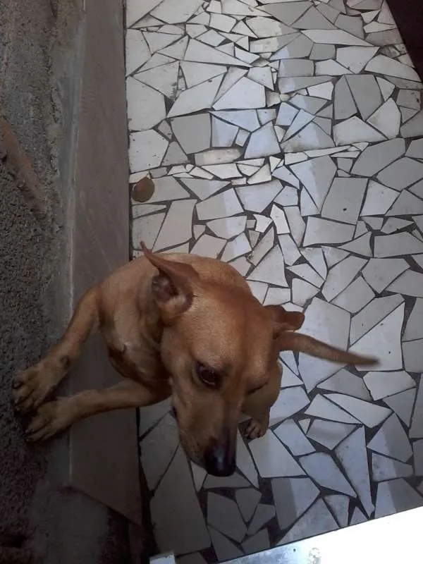 Cachorro ra a  idade 7 a 11 meses nome Alif