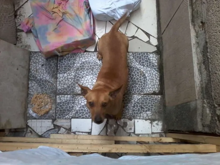 Cachorro ra a  idade 7 a 11 meses nome Alif