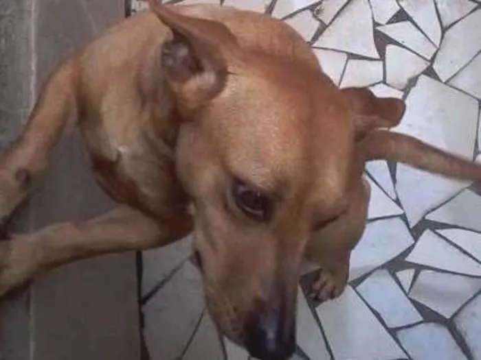 Cachorro ra a  idade 7 a 11 meses nome Alif