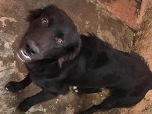 Cachorro raça Pastor Alemão idade 1 ano nome Thor