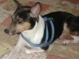 TOBY