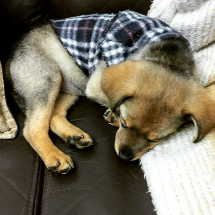 Cachorro ra a Indefinido idade 2 a 6 meses nome Sofia