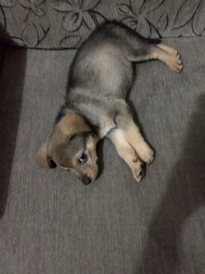 Cachorro ra a Indefinido idade 2 a 6 meses nome Sofia