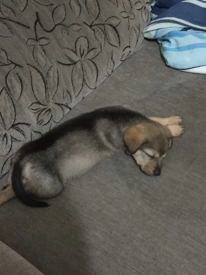 Cachorro ra a Indefinido idade 2 a 6 meses nome Sofia